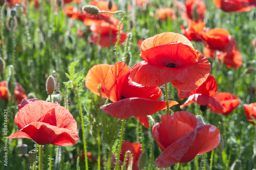 Obraz premium Red field poppies actively bloom at the beginning of summer, delighting the human eye with their tenderness and bright red color