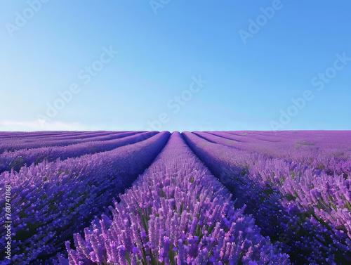 The peak bloom of lavender fields creates a captivating sight with a clear, sapphire sky above
