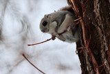 resting, Japanese Dwarf Flying Squirrel on tree in forest in Hokkaido, Japan