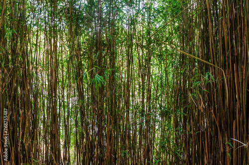 Tranquil bamboo screen at the side of a lake ideal for a background