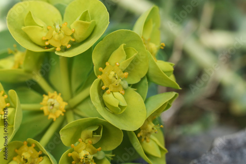macro shot of Euphorbia myrsinites, the myrtle spurge, blue spurge, or broad-leaved glaucous-spurge