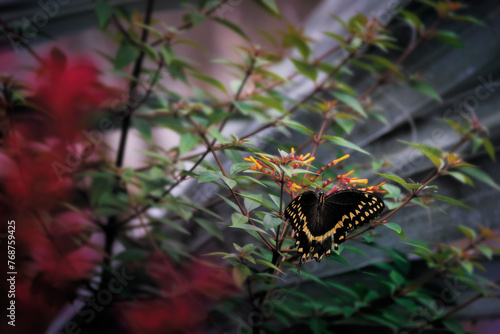 Dark Butterfly on Bright Flowers