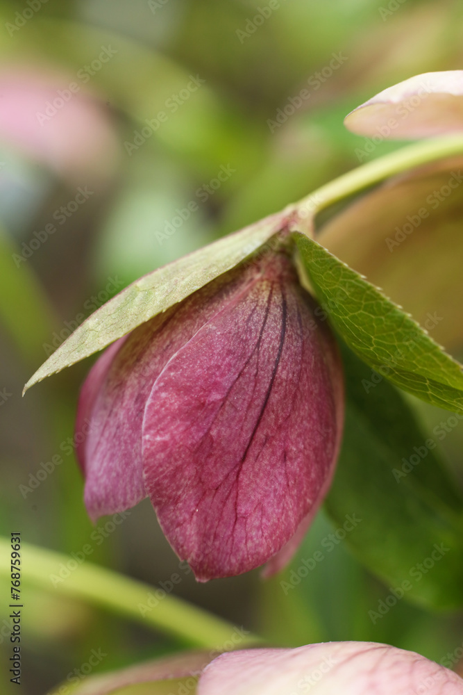Close up of a hellebore (Helleborus purpurea) flower Close up of a hellebore (Helleborus purpurea) flower
