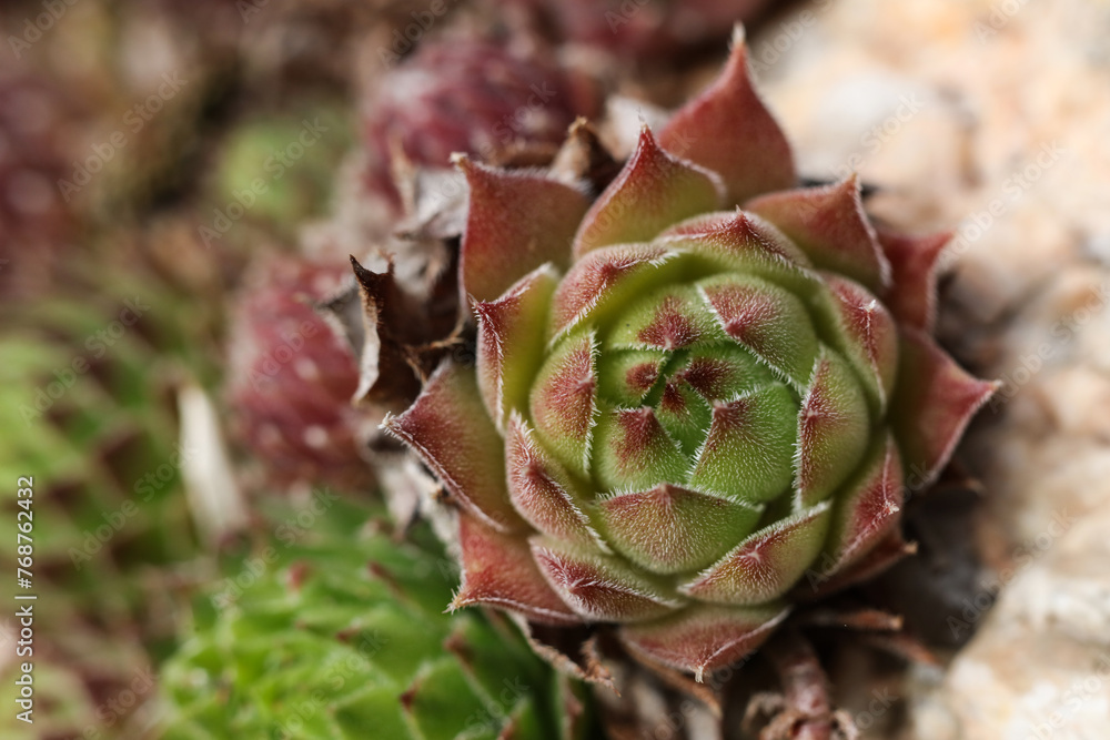 Sempervivum succulent plant in a botanical garden Sempervivum succulent plant in a botanical garden