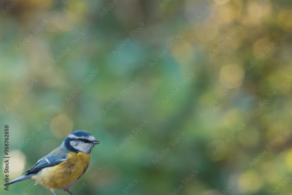Obraz premium Eurasian blue tit with bokeh background