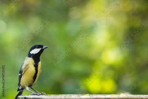 Great tit at bird feeder with bokeh background