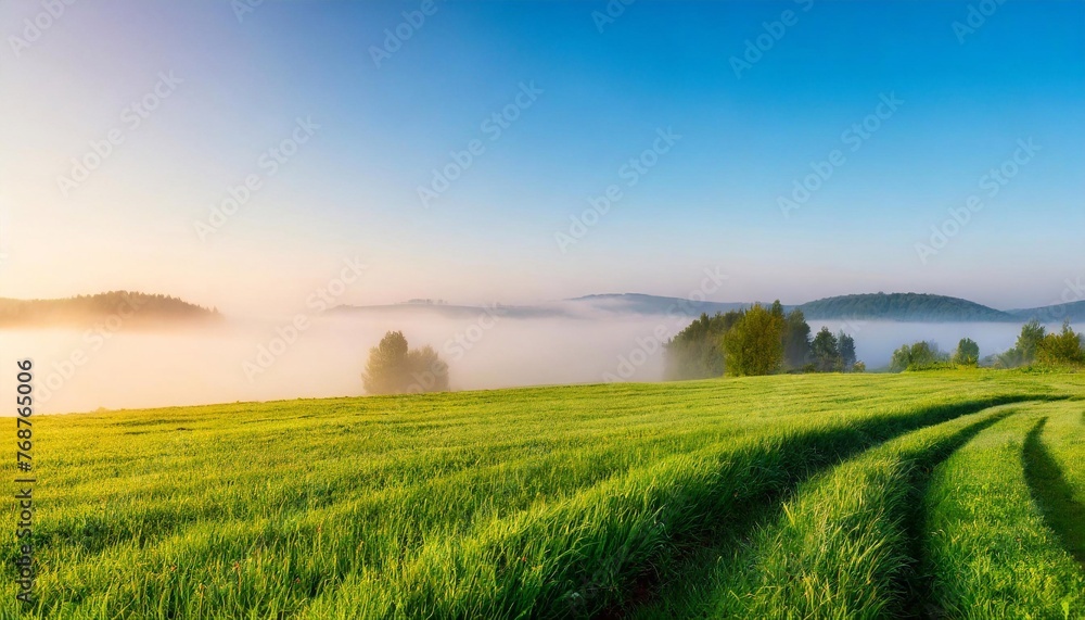 Morning fog in the meadow. Landscape with grass and trees