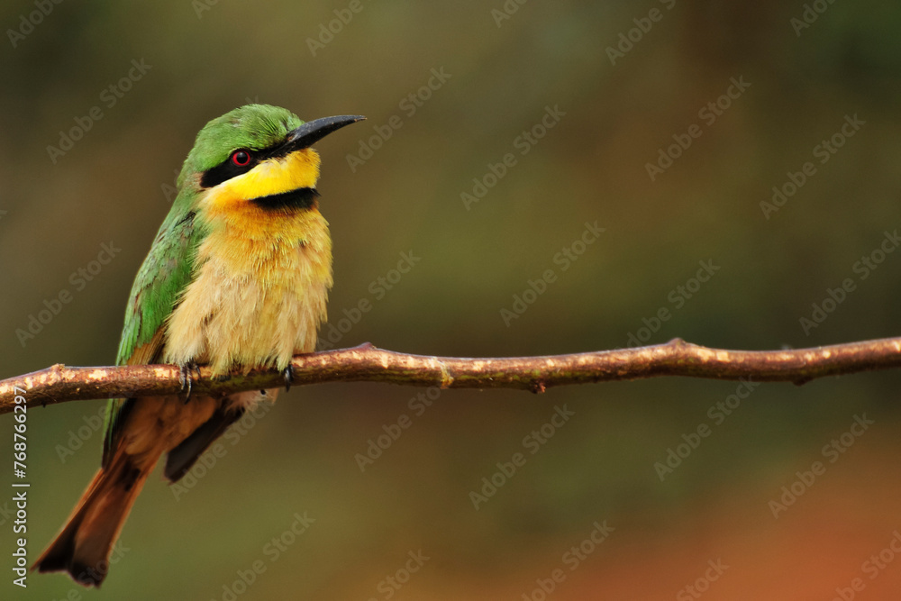 Guêpier nain perché sur une branche Guêpier nain perché sur une branche