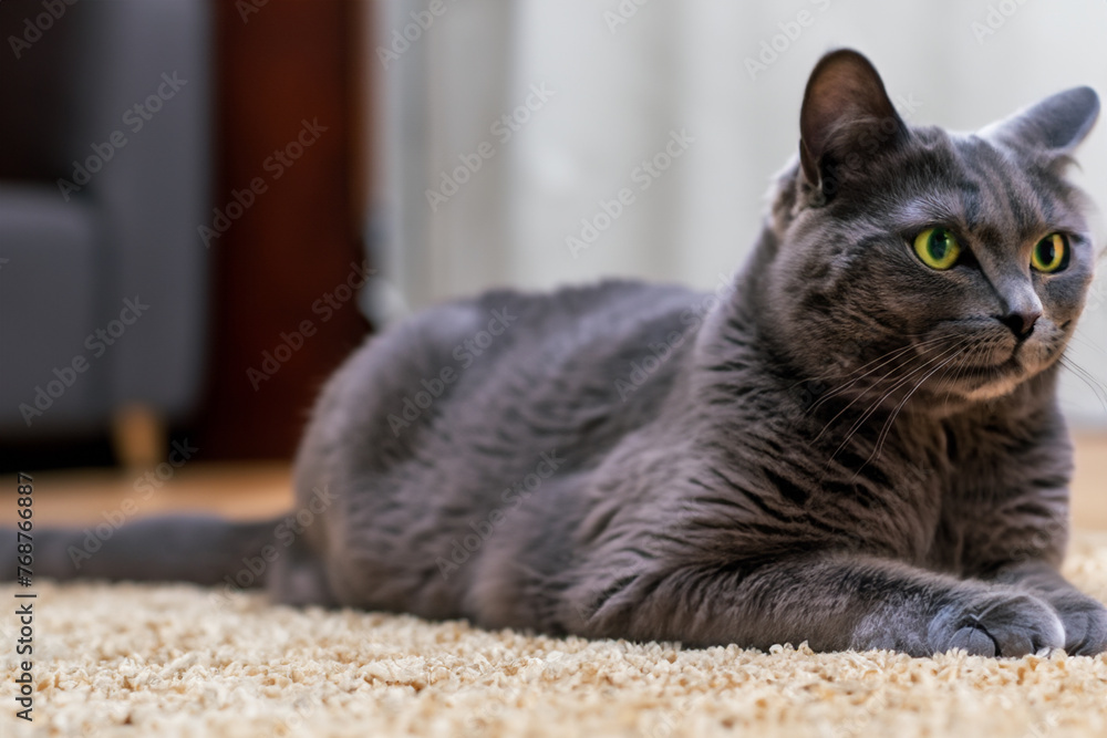 Gray cat. large gray cat resting in the room, close-up. pets and care concept