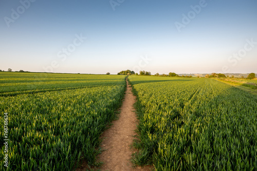 field of wheat