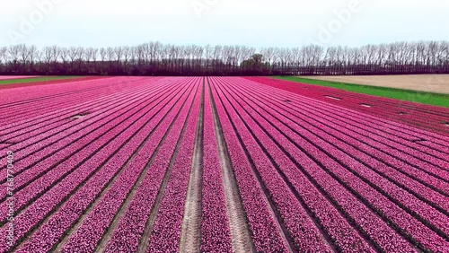pink fields in spring in the netherlands drone video
