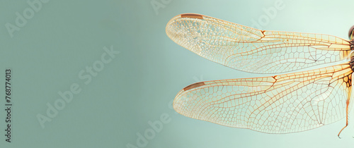 Magnified beauty of a dragonfly wing. © Irina