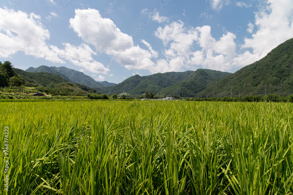 View of the rice field