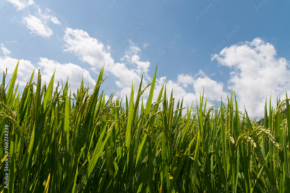 Fototapeta premium View of the rice plants in the farm against the blue sky