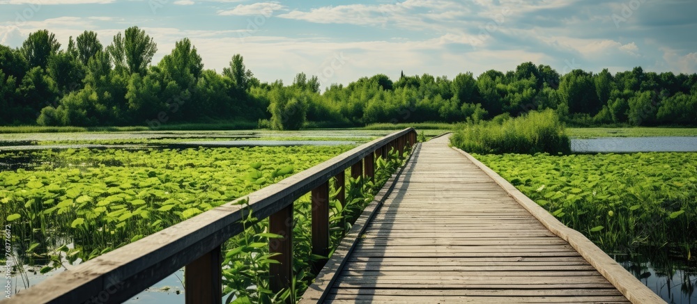 A wooden boardwalk stretches across a vibrant green wetlands area, creating a picturesque scene of natural beauty A wooden boardwalk stretches across a vibrant green wetlands area, creating a picturesque scene of natural beauty
