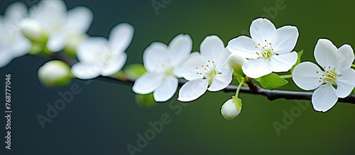 White flower on a delicate ...
