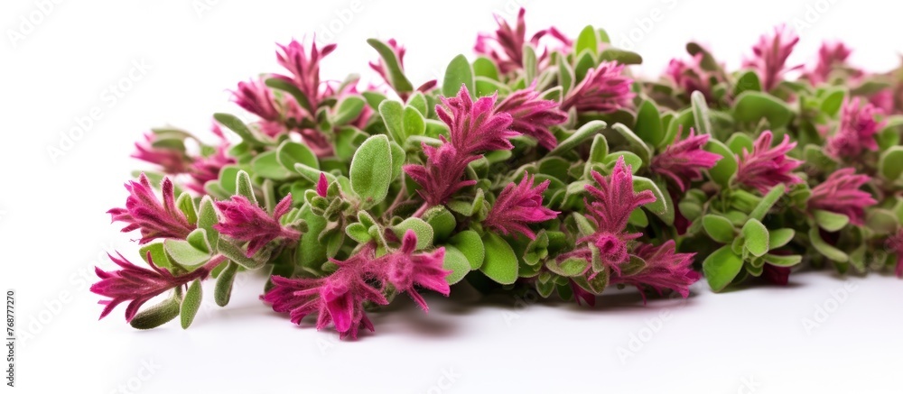 A cluster of lovely pink flowers arranged on a plain white background, creating a delicate and charming display A cluster of lovely pink flowers arranged on a plain white background, creating a delicate and charming display
