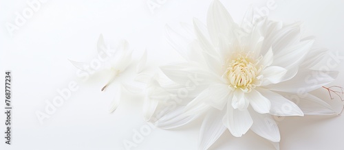 Two delicate white flowers ...
