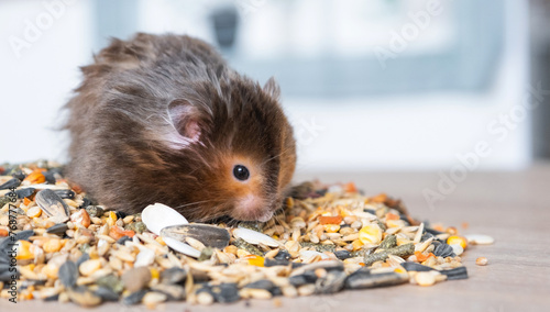 Funny fluffy Syrian hamster sits on a handful of seeds and eats and stuffs his cheeks with stocks. Food for a pet rodent, vitamins. Close-up
