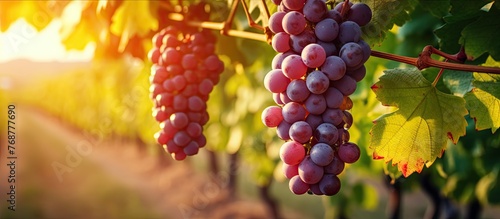 Ripe grapes are hanging fro...