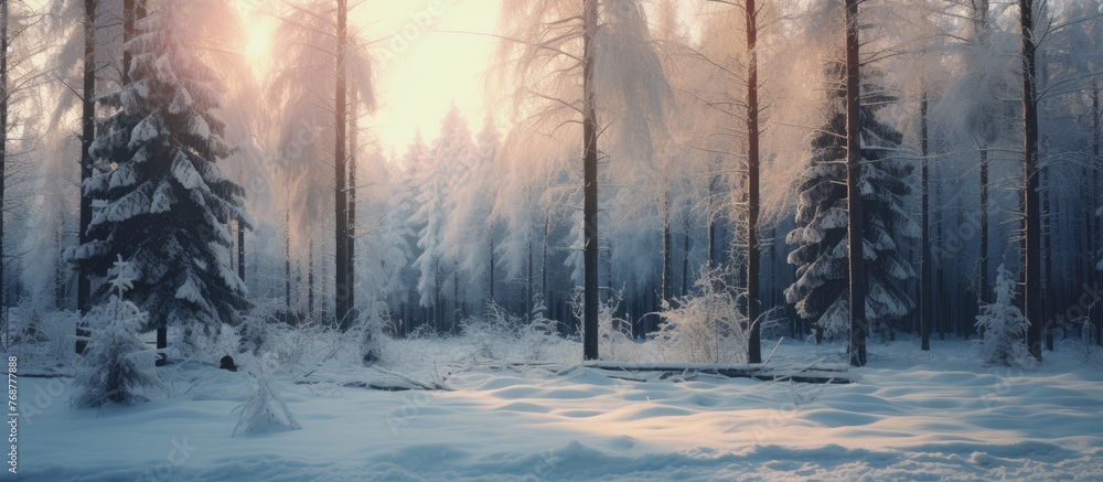 Snow-covered trees stand tall in a winter forest landscape, creating a serene and tranquil setting with a blanket of snow covering the ground