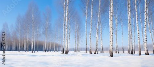 Birch trees standing in nea...