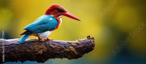 A vibrant bird with a strik...