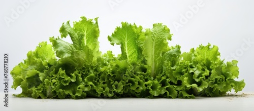 Fresh green lettuce leaves ...