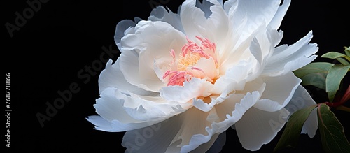 A striking white flower wit...