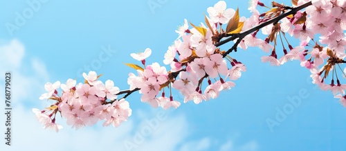 Branch of cherry tree in cl...