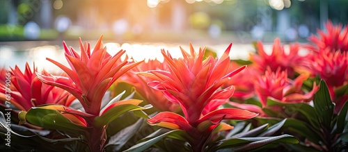 Vibrantly colored flowers a...