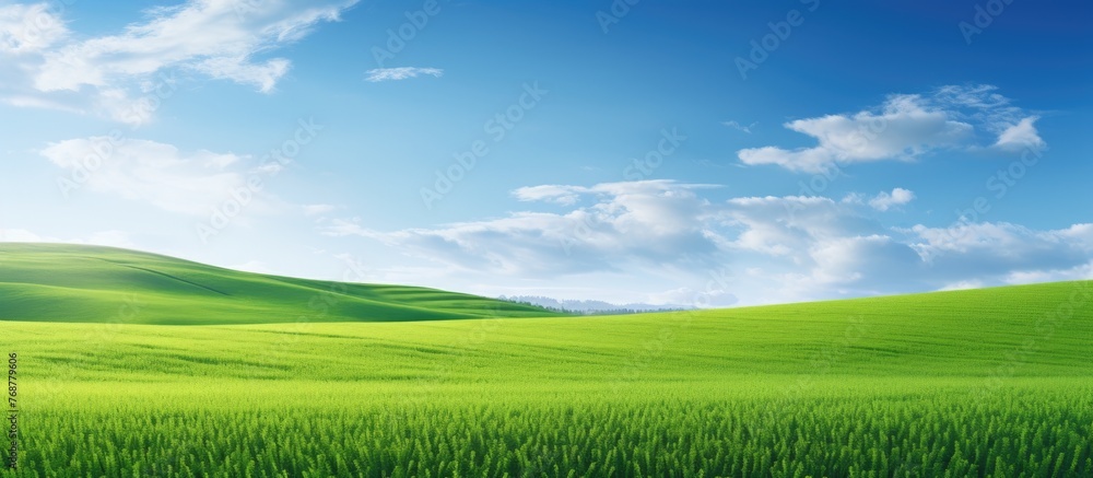Obraz premium Lush green grass covers the ground in a vast meadow, stretching out under the clear blue sky