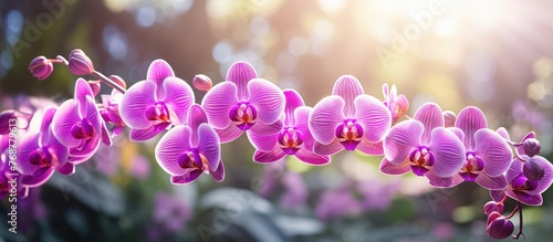 Purple moth orchids, Phalaenopsis amabilis, also known as Pink orchids, close-up in a greenhouse with a beautiful orchid background and sunlight shining softly through the leaves photo