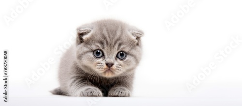 Adorable little Scottish Fo...