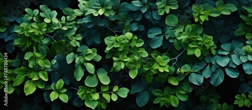 Green leaves background. Top view of green leaves background. Green leaves texture.