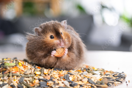 Fotografi Funny fluffy Syrian hamster sits on a handful of seeds and eats and stuffs his cheeks with stocks