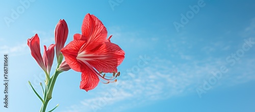 A vibrant Red Amaryllis flo...