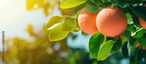 Ripe oranges clustered toge...