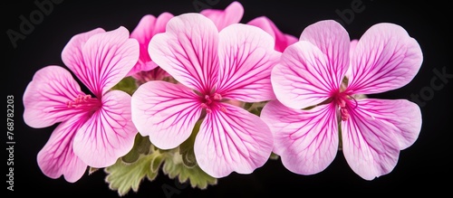 A bunch of blooming pink fl...