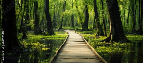 Wooden walkway meandering through a lush swamp filled with tall trees  creating a serene natural path for exploration