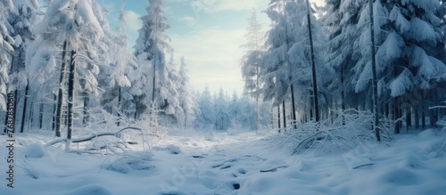 Winter scene in a forest wi...