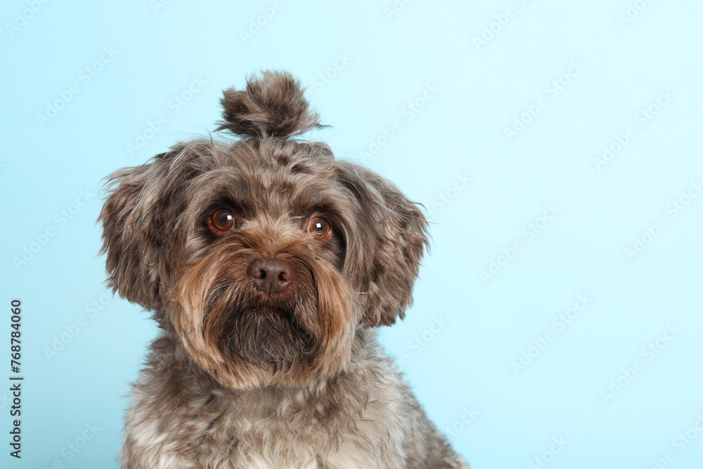 Cute Maltipoo dog on light blue background, space for text. Lovely pet Cute Maltipoo dog on light blue background, space for text. Lovely pet