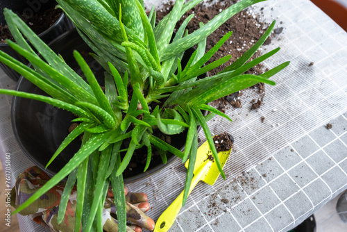 Fototapet Potting, transplanting and reproduction is the separation of the children of the Aloe Vera plant