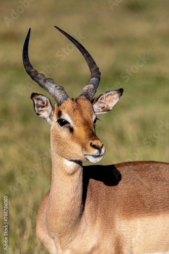an antelope standing in a field with his head turned away