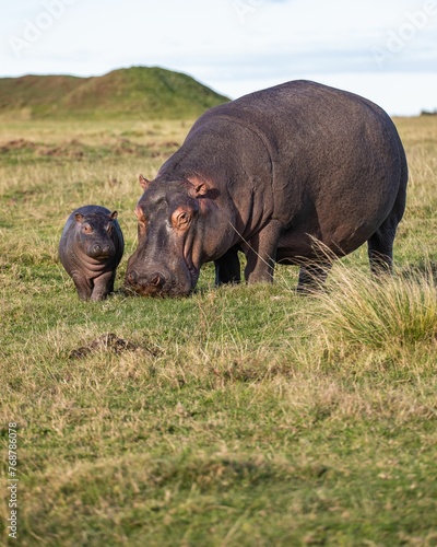Photography Hippopotamuses, a parent, and a baby, are standing in tall grass