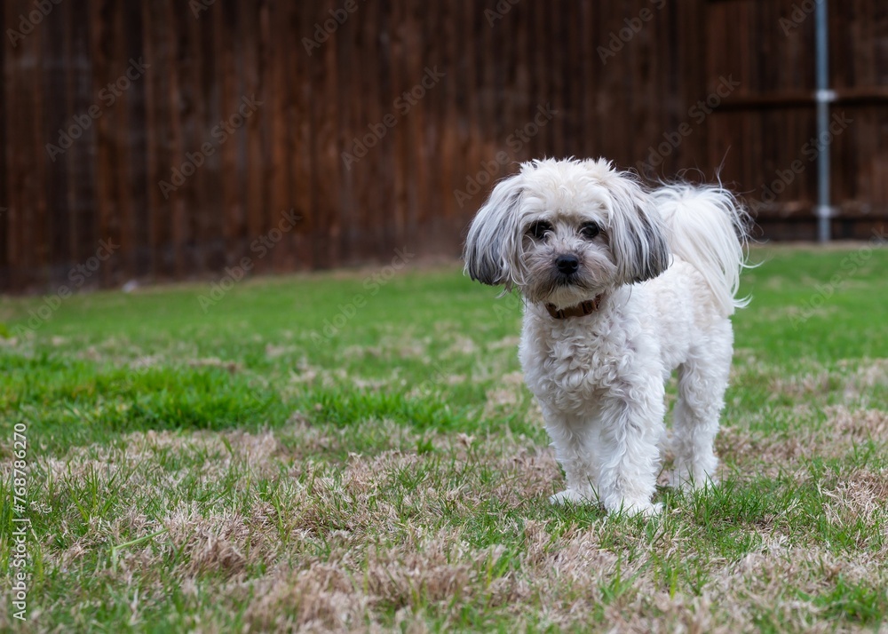 Closeup of an adorable domestic Maltese dog in a lush green on a sunny day Closeup of an adorable domestic Maltese dog in a lush green on a sunny day