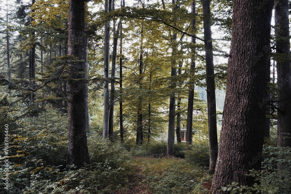 Tranquil landscape of a wooded area, with a line of trees standing together in the foreground Tranquil landscape of a wooded area, with a line of trees standing together in the foreground