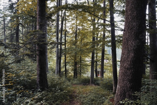 Fototapeta Naklejka Na Ścianę i Meble -  Tranquil landscape of a wooded area, with a line of trees standing together in the foreground