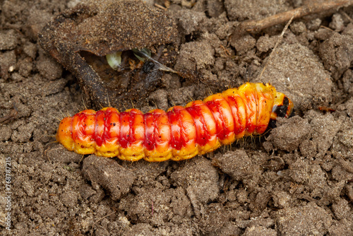 Caterpillar of Goat moth. Digging in garden unintentionally damaged its pupa, in which it would have developed into a moth. Pupa in background.