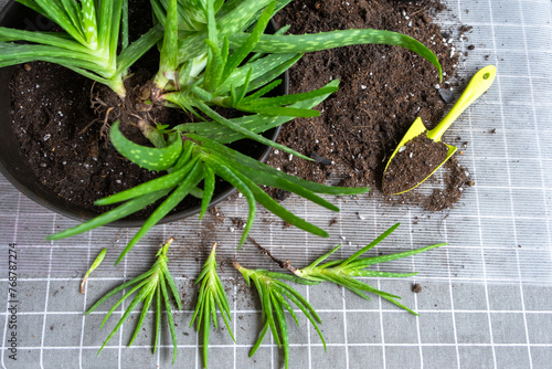 Fotografija Potting, transplanting and reproduction is the separation of the children of the Aloe Vera plant